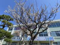 正面玄関の梅が咲きました。